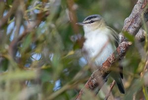 Rødøyevireo Utsira - 5372