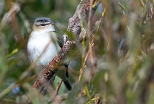 Rødøyevireo Utsira - 5410