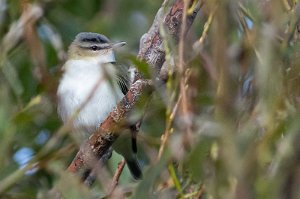 Rødøyevireo Utsira - 5413