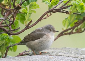 Rødstrupesanger Sula, Frøya-4034