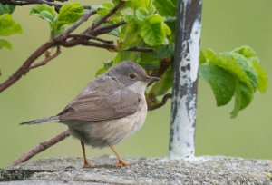 Rødstrupesanger Sula, Frøya-4044