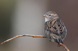 Gråspurv hunn Sula, Frøya - 7986