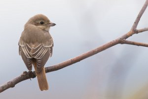 Rødhalevarsler ua isabellinus Fornebu, Bærum -9450