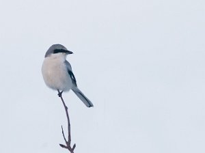 Varsler Nordfjæra, Frosta-6018