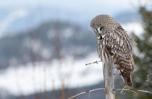 Lappugle Trøndelag - 8956