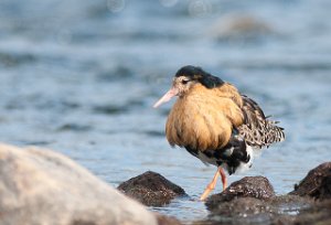 Brushane Kongsfjordfjellet, Berlevåg-7316