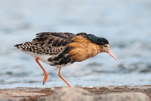 Brushane Kongsfjordfjellet, Berlevåg-7383