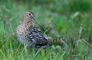 Dobbeltbekkasin Levanger-www.bird.dintur.no-0762