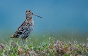 Dobbeltbekkasin Levanger-www.bird.dintur.no-2148