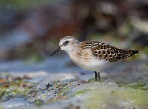 Dvergsnipe Gaulosen, Melhus-5715