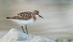 Dvergsnipe Grandefjæra, Ørland-7559