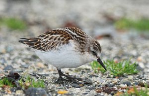 Dvergsnipe Hovsfjæra, Ørland 3163