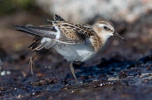 Dvergsnipe Sula, Frøya - 2380