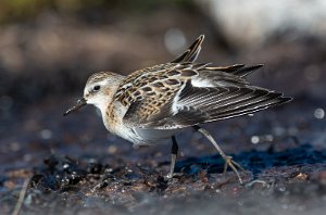 Dvergsnipe Sula, Frøya - 2435