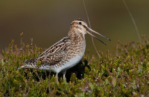 Enkeltbekkasin Sula, Frøya - 9436