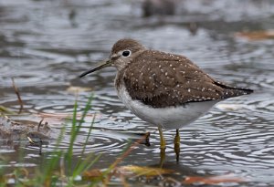 Eremittsnipe Værlandet, Askvoll - 6688