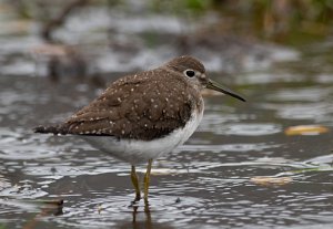 Eremittsnipe Værlandet, Askvoll - 6815