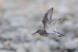 Fjæreplytt Hotellneset, Svalbard 4841