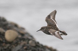 Fjæreplytt Purple Sandpiper Hotellneset, Svalbard 4835