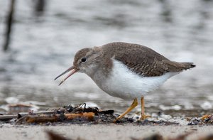 Flekksnipe Ørekroken, Kirkøy, Hvaler - 8321