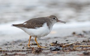 Flekksnipe Ørekroken, Kirkøy, Hvaler - 8799