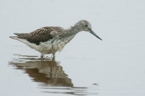 Gluttsnipe Gaulosen, Melhus-4939