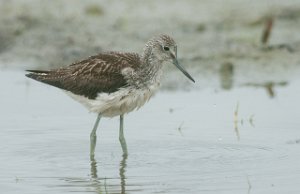 Gluttsnipe Gaulosen, Melhus-5386