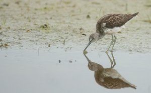 Gluttsnipe Gaulosen, Melhus-5441