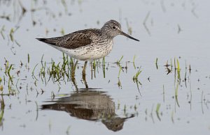 Gluttsnipe Holtvatna naturreservat, Midtre Gauldal - 7234