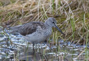 Gluttsnipe Holtvatna, Midtre Gauldal-4084