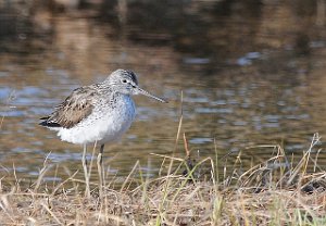 Gluttsnipe Skalstufjellet 684