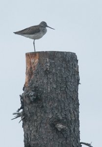 Gluttsnipe Skalstufjellet-6561