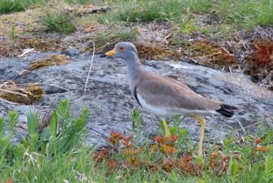 Gråhodevipe Gjervoldsøy, Arendal - 0285