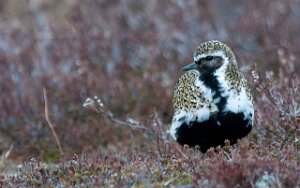 Heilo Skalstufjellet-0600