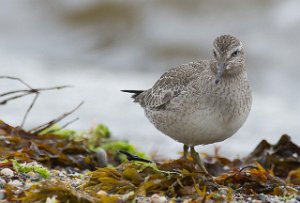 Polarsnipe Gaulosen, Melhus-7618