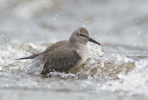 Polarsnipe Gaulosen, Melhus-7780