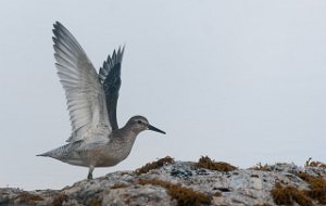 Polarsnipe Røstlandet, Røst-0814