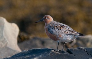 Polarsnipe Salttjern, Vadsø-2417