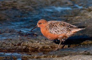 Polarsnipe Salttjern, Vadsø-6278