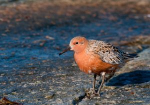 Polarsnipe Salttjern, Vadsø-6319