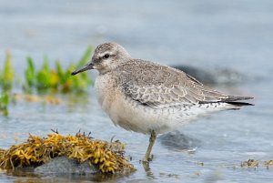 Polarsnipe Tautra, Frosta - 8163