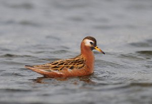 Polarsvømmesnipe Vestpynten, Svalbard 354