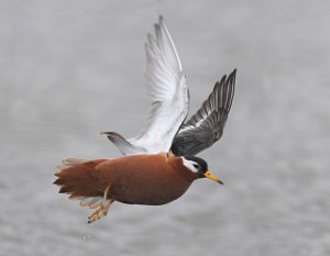 Polarsvømmesnipe Advendalen, Svalbard 1247 red