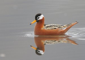 Polarsvømmesnipe Adventdalen, Svalbard 601