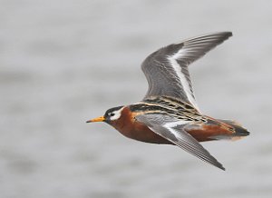 Polarsvømmesnipe Grey Phalarope Adventdalen, Svalbard 1459