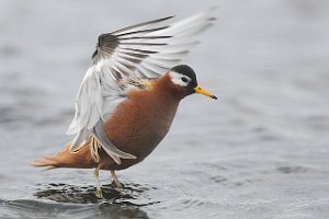 Polarsvømmesnipe Vestpynten, Svalbard 113