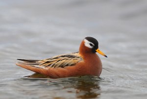 Polarsvømmesnipe Vestpynten, Svalbard 148