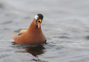 Polarsvømmesnipe Vestpynten, Svalbard 390