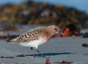 Sandløper Ekkerøya, Vadsø-5652