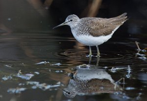 Skogsnipe Målsjøen, Klæbu-0109